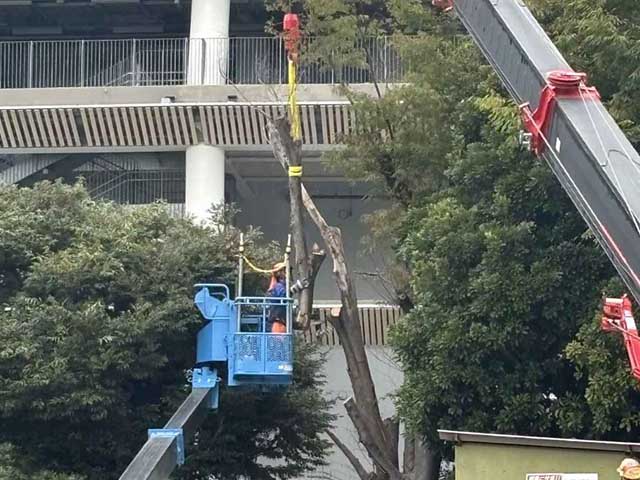 大木切りサービス　お隣り様やご近所様からの苦情　伐採　除根作業　福岡市