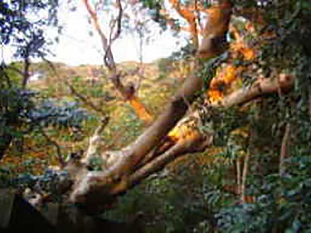 大木切りサービス　倒木の伐採　伐根　除根作業　福岡市