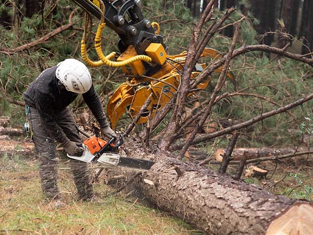 大木切りサービス　倒木切り　伐根　除根作業　福岡市