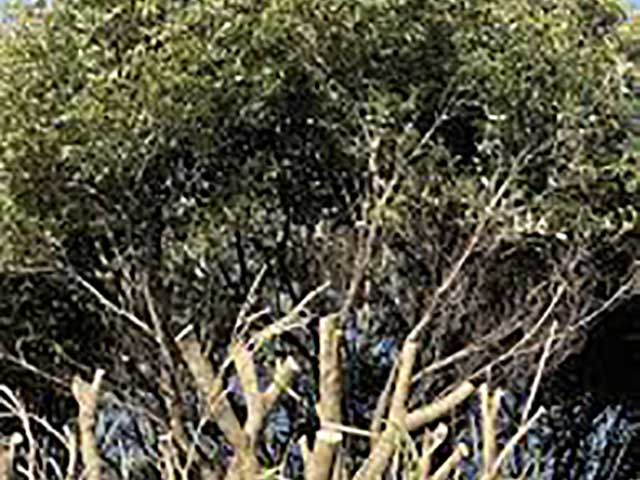 大木切りサービス　雑木林伐採　除根　伐根作業　福岡市