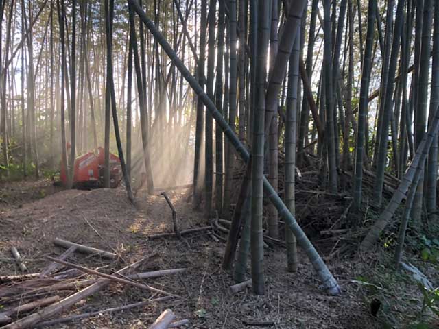 大木切りサービス　竹藪　竹林伐採　除根　伐根作業　福岡市